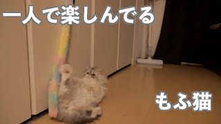 ひたすら一人で猫じゃらしと遊ぶもふ猫