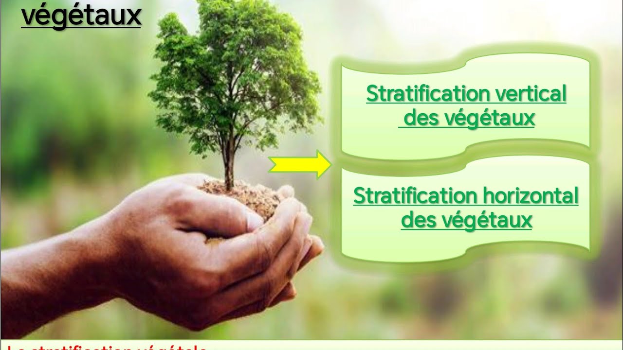 technique de la stratification vertical et horizontal des végétaux (Partie:2)