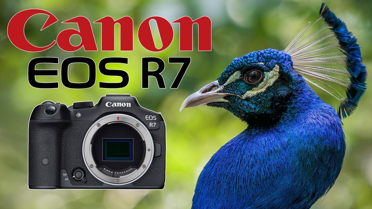 【動作確認済】 Canon MODEL 7 F1219-108-8v y Canon R7 • Chattanooga Zoo • 70-200 f/2.8 - YouTube