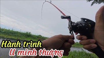 Hành trình săn cá lóc khủng rừng u minh thượng kiên Giang /lê lên vlog #fishing #caucaloc