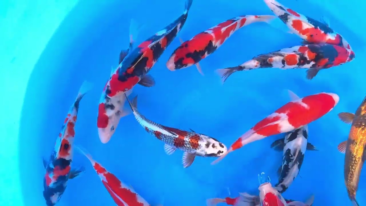 SPS 296 WYSIWYG Tosai Tateshita Mix Selected x 20pcs