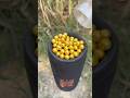 Yellow balls bass testing on JBL speaker