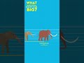 Why Do Some Animals Evolve To Be Big? #kingkong #learningvideos #debunked #debunkingmyths