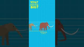 Why Do Some Animals Evolve To Be Big? #kingkong #learningvideos #debunked #debunkingmyths