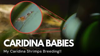 CARIDINA BABIES!!! Berried Shrimp Hatching!! | Caridina Shrimp Tank