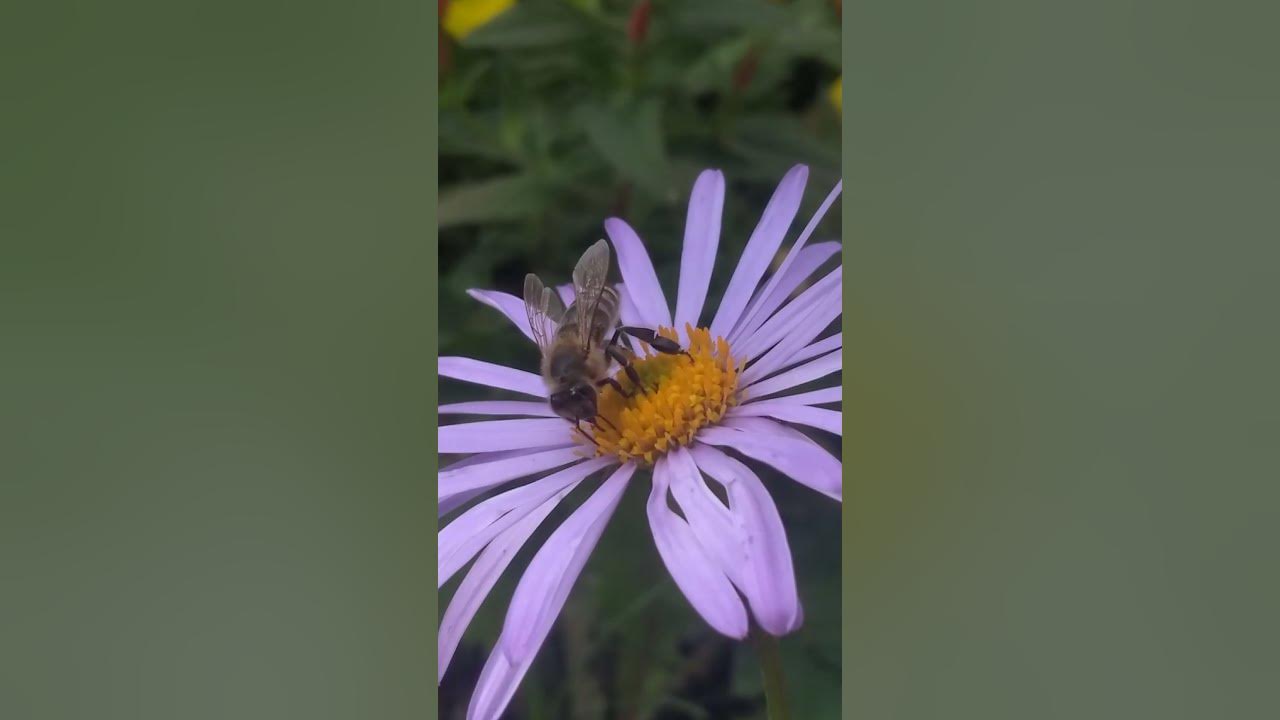 Айстра степова(Aster amellus) - YouTube