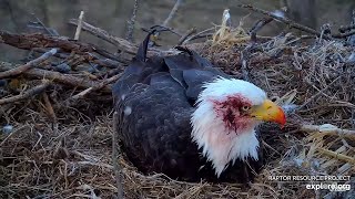 Side of Mom DNF’s head was stained with blood  Decorah Eagles North Nest 秃鹰  2024 03 19