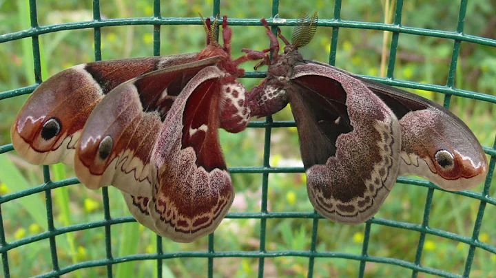 Marcie O'Connor   Moths in the Prairie   2018
