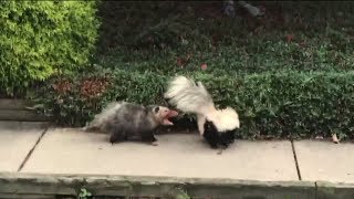 Video Shows Fight Between Skunk, Opossum in Pennsylvania Neighborhood