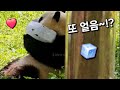 오늘 또 푸바오에게 얼음이 왔어요~🧊❤️ | 7월 16일 오후 제1편(푸바오 실시간)