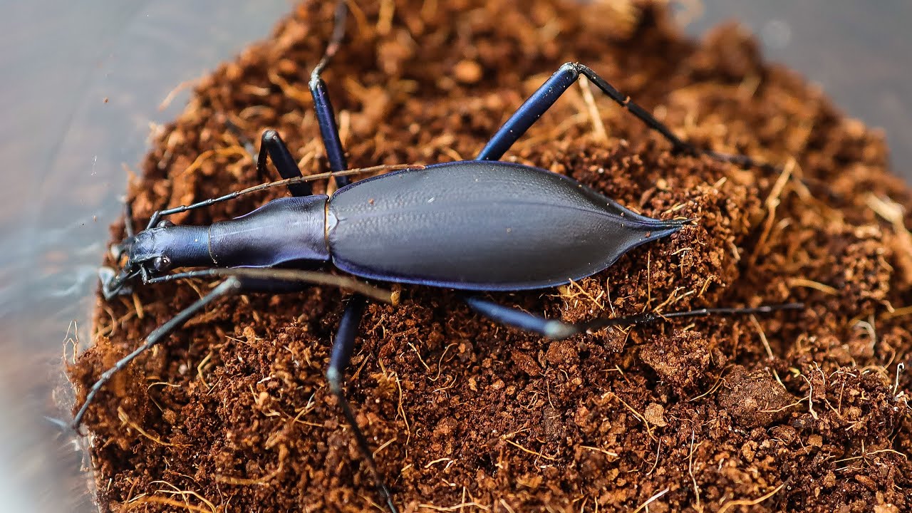 躍り出てくる怪物級マイマイカブリ - YouTube