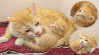 The Big Cat Helps a SCARED Rescued Kitten to Pee and Poop, POOR KITTEN Nursed by Foster MOM CAT by Moo Kittens 250 views 2 days ago 1 minute, 18 seconds