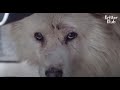 Every Night, A Dog Secretly Escapes From Home To Search For His Missing Friend.. | Kritter Klub