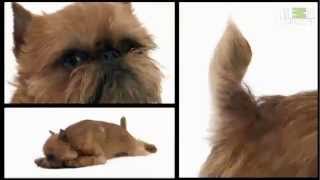 Brussels Griffon - Dog Breed by Petclub India 290 views 11 years ago 3 minutes, 2 seconds