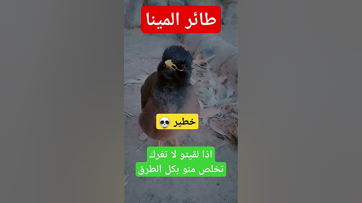 طائر المينا في الجزائر #الجزائر #اكسبلور #ترند #طائر_المينا #المينا #طائر_هندي