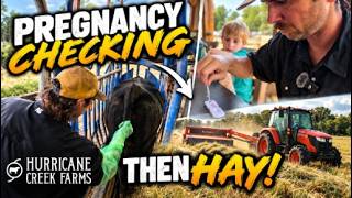 Did the bulls get the job done? Preg checking the herd + more hay