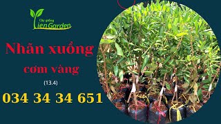 Cây giống Tiên Garden| Mua cây nhãn xuồng cơm vàng ở đâu| 0343434651