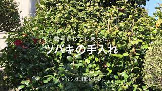 庭木の剪定 サザンカ ツバキの透かし 剪定とチャドクガ対策 稲屋の田舎チャンネル Youtube