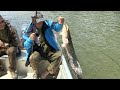 Pecanje soma i mrene na Dunavu kod Borova - Varaličarenje i dubinsko pecanje | Fishing catfish