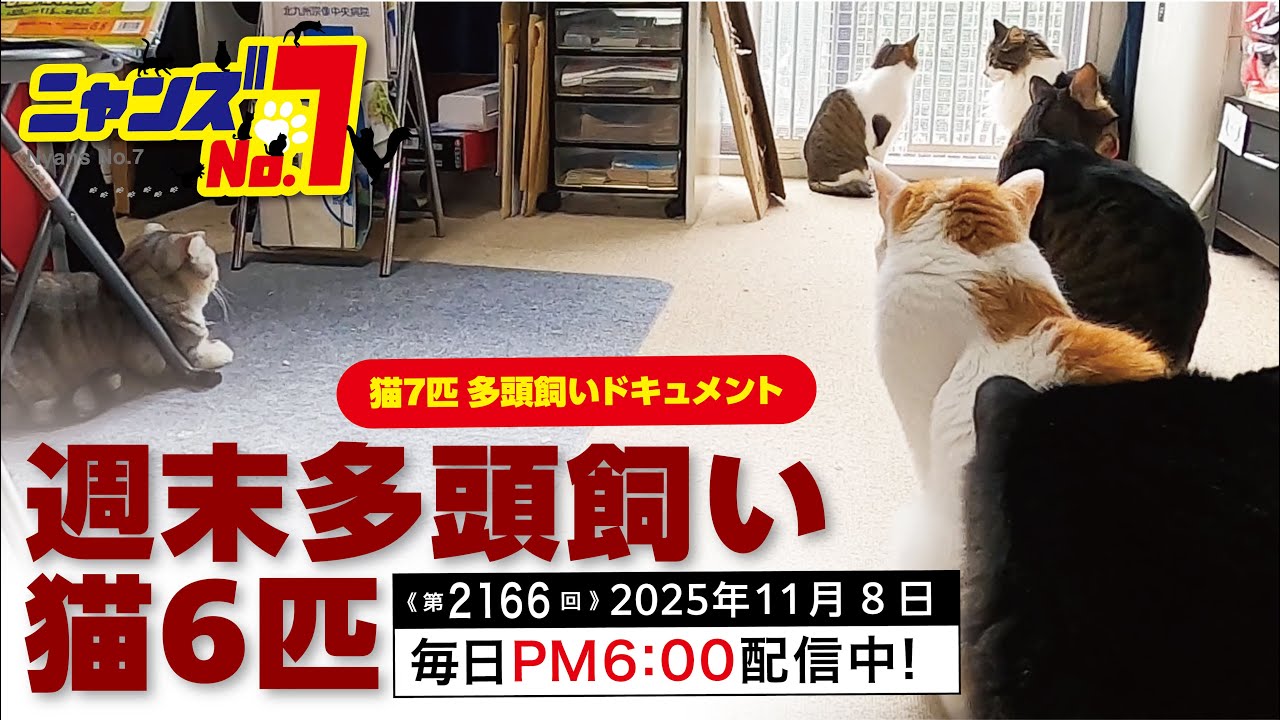 第2166回》週末多頭飼い 猫6匹 - YouTube