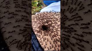 Title Ants Crawling on the Belly Fascinating Nature Close-Up