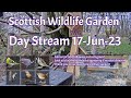 Day Stream June 17th 2023 | Bird Feeders, Wildlife Cameras Scotland UK from SWG