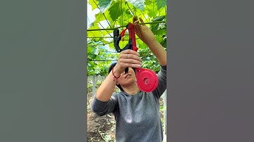 How prune grape🍇tree #farming#pruning#agriculture#satisfying #grape