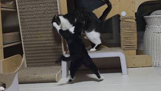 어떻게 보면 코코몫까지 두배로 쫄따구...ㅋㅋㅠㅠ