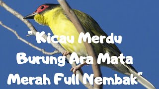 Sura Merdu Burung Ara Mata Merah Gacor Full Nembak Suara Pedas####