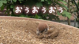 Sparrowchan that couldn't stay without digging