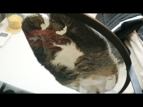 고양이 식빵자세를 밑에서 찍어봤습니다
