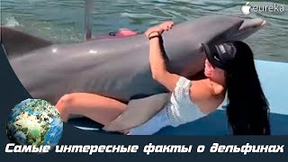 Самые интересные факты о дельфинах !