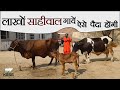 लाखों साहीवाल गायों को पैदा करने की तकनीक | Sahiwal Cows | Back Crossing | KGSG | HF Cattle |