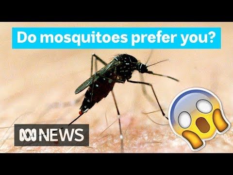 Why mosquitoes bite some people more than others | Did You Know?