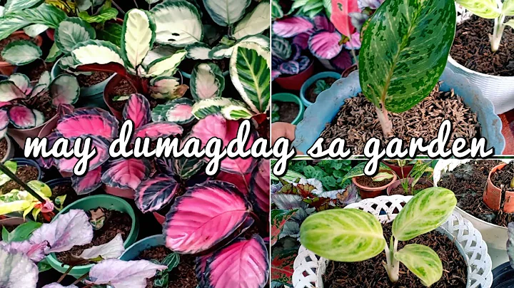 ADDITIONAL COLLECTION SA AKING MINI GARDEN | Glenda Ligon