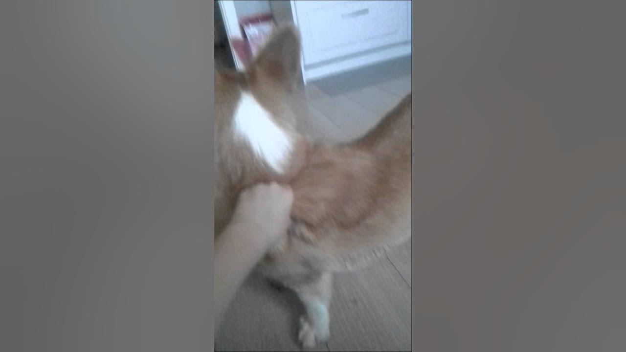 Перископ 2019. Anastasiajust periscope с собакой. Anastasiajust собака. Собака отлизывает перископ. Шалят в перископе.