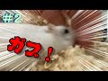 #2 こんなことしたらハムスターに噛まれるし、ウンコ食ってるし。どうしたらいいの?(飼育初心者)
