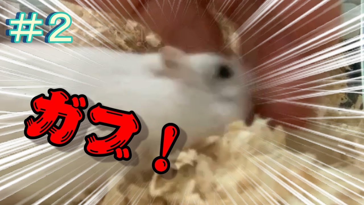 #2 こんなことしたらハムスターに噛まれるし、ウンコ食ってるし。どうしたらいいの?(飼育初心者)