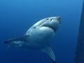 Great White Sharks | JONATHAN BIRD'S BLUE WORLD