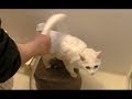 【お風呂】猫の洗い方のコツ｜Cat Shampoo 【シャワー】