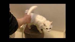 【お風呂】猫の洗い方のコツ｜Cat Shampoo 【シャワー】