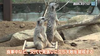 砂漠の美男美女、ミーアキャット - YouTube