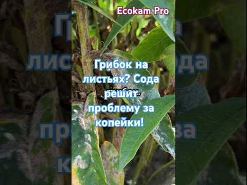 Грибок на листьях Сода решит проблему за копейки огород грибок лайфхак 