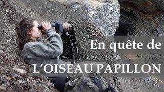 En quête de l&#39;oiseau papillon