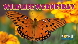 Exclusive Gulf Fritillary Butterfly | Wildlife Wednesday | Broward County Parks Details
