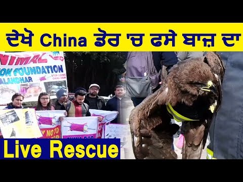 देखिये China डोर में फसे पक्षी का Live Rescue