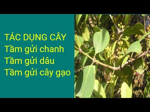 #1 Tác dụng cây tầm gửi, tầm gửi chanh, tầm gửi dâu, tầm gửi cây gạo Mới Nhất 1 #1 Tác dụng cây tầm gửi, tầm gửi chanh, tầm gửi dâu, tầm gửi cây gạo Mới Nhất