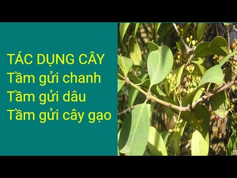 #1 Tác dụng cây tầm gửi, tầm gửi chanh, tầm gửi dâu, tầm gửi cây gạo Mới Nhất