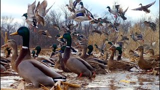 MALLARDS FLOODED CORN FIELD, WIGEON, GREEN WING TEAL, WATERFOWL