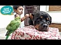 my dog rescue a parrot|| caring dog video || funny dog video,